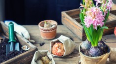 Odštartujte prvý jarný deň v záhrade, je najvyšší čas na výsadbu jarničiek