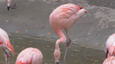 Zomrela legenda ZOO Bojnice. Pamätal si Mečiara aj Husáka, a hoci prišiel o zrak, nevzdal sa a stal sa rekordérom