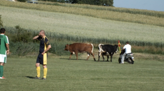 Z okresných futbalových trávnikov: Zápas prerušili kravy, vyhnal ich starosta na motorke