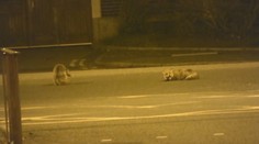 Líšky v meste budú časom bežný jav. Odborníci tvrdia, že si musíme na ne zvykať