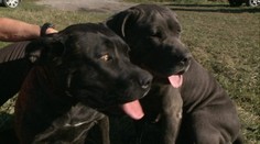 Psíčkarov čakajú zmeny. Zákon o psoch opäť v parlamente