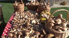 Neskutočný úlovok. Chlapi si z lesa priniesli 800 dubákov