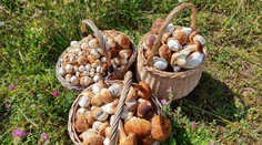 GALÉRIA: V lesoch vypukol hubársky blázinec. Slováci chodia domov s plnými košíkmi (+ mapa výskytu)