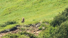 Pátranie po zranenom medveďovi ukončili, šelma sa prenasledovateľom stratila vysoko v horách