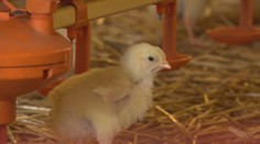 Koniec domácich vajíčok alebo kurčiat. Slovenskí hydinári hrozia ukončením výroby