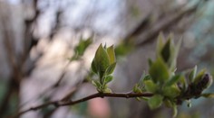 Na Slovensku zaznamenali veľmi vzácny jav. Odborníci ho spozorovali na stromoch