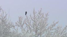 Na Slovensko sa ženie vlna arktického vzduchu, silný mráz pocítia najmä na severe