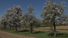 V oblasti, ktorú preslávila povestná slivovica, to vyzerá ako v rozprávke. Bude zrejme dobrá úroda