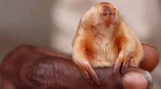 Stretnúť ho je obrovská rarita. V Austrálii odfotili nepolapiteľného tvora