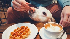 Zviera v kaviarni: Na byrokratický nezmysel roka už reagujú aj hygienici