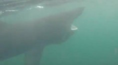 VIDEO: Muž si chcel nakrútiť žraloka. Napokon jeden preplával len pár centimetrov od neho