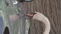 V Česku riešia zvieracích agresorov. Labute útočia na autá pri parku v Děčíne