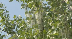 Začína sa sezóna peľov. Ako rozoznať alergiu od nádchy?