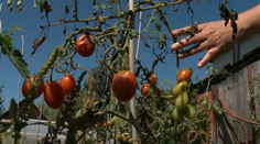 Letecký postrek im zničil úrodu: Polícia odmietla trestné oznámenie, škody nemá kto nahradiť