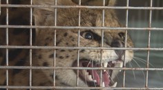 Nebezpečná šelma vystrašila ľudí na severovýchode Slovenska. Okamžitý zásah mu dal nádej na život