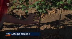 Leto na brigáde