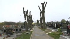 Takto zmrzačili stromy na cintoríne v Štefanove. Na príkaz starostu