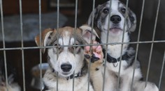 Zima bez domova. Psy v útulkoch bojujú s chladom aj samotou