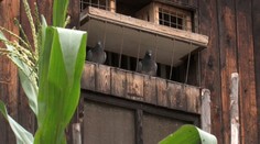 Erupcia na Slnku spôsobila nevídanú tragédiu poštových holubov