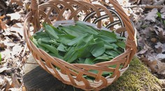 Medvedí cesnak je vonku, bylinkárka zo Záhoria nedá naň dopustiť