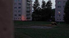 Obrovský medveď medzi bytovkami v Martine. Internetom sa šíri fotomontáž, oklamala aj exministerku