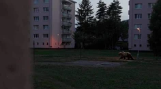 Obrovský medveď medzi bytovkami v Martine. Internetom sa šíri fotomontáž, oklamala aj exministerku