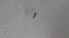 Ľudí na juhozápadnom Slovensku čoraz viac trápia komáre. Po záplavách ich počet prudko rastie