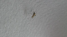 Ľudí na juhozápadnom Slovensku čoraz viac trápia komáre. Po záplavách ich počet prudko rastie