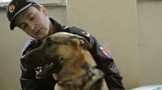 Na strednej škole v Humennom hľadal pes drogy. Označil mladú študentku