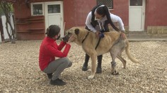 Dojemný príbeh Bruna: Takto sa má týraný kangal, ktorému pomohlo množstvo Slovákov