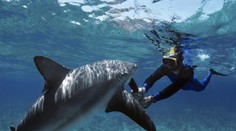 Ak stretnete žraloka a snažíte sa s krikom odplávať preč, ste preňho skvelou korisťou, tvrdí potápač