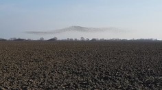 Nad Zemplínom krúžia tisícky husí. Prilákala ich teplá zima