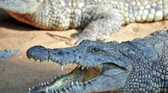 Krokodíly a hady ako strážcovia hranice? Veľká krajina zvažuje šokujúce riešenie