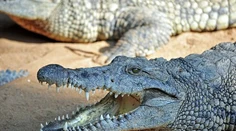 Krokodíly a hady ako strážcovia hranice? Veľká krajina zvažuje šokujúce riešenie