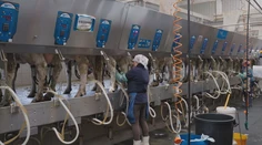 Družstvo prichádza mesačne o 60-tisíc eur. Ceny mlieka klesajú, každý nadojený liter je pre nich strata
