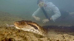 OBRAZOM: V Amazonskom pralese objavili nový druh anakondy. Ide o najväčšieho hada sveta