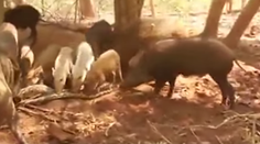 Brutálna pomsta divých svíň!? Stádo roztrhalo pytóna, ktorý zožral malé prasiatko