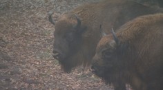 Zo Slovenska previezli do Bulharska päť zubrov. Chcú tak rozšíriť populáciu tohto ohrozeného druhu