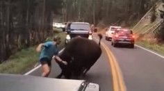 Odvaha alebo šialenstvo? Turista provokoval na ceste bizóna
