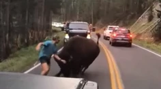 Odvaha alebo šialenstvo? Turista provokoval na ceste bizóna