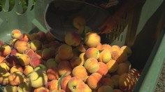 Chabá úroda ovocia tlačí ceny pálenky nahor. Najmä marhúľ je žalostne málo