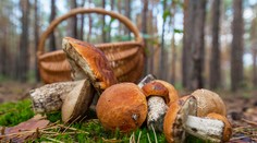 Huby dokážu zachrániť pred Alzheimerom