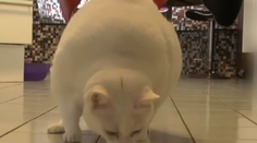 Miláčikov vykrmujeme: Obezita čoraz viac trápi nielen ľudí, ale aj zvieratá