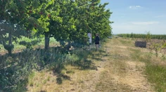 Za tými najčervenšími si musíte vyjsť po rebríku. Jahody striedajú čerešne, samozber je v plnom prúde