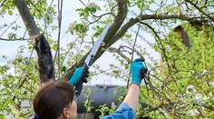 Zazimovanie rastlín: Prinášame tipy, ako pripraviť vašu záhradu na mrazy