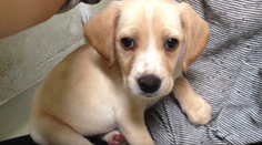 Rozkošný psík stretol po štyroch rokoch súrodencov. Pozrite, ako to dopadlo