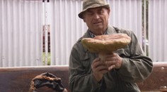 Budú huby do kapustnice? Niekde sú na každom kroku, inde po nich nie je ani stopy