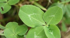 FOTO: Bude mať nekonečné šťastie. Japonec vypestoval rekordný „štvorlístok“