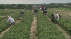 Sezóna samozberu jahôd odštartovala: Na Zemplín si chodí trhať takmer celý východ