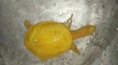 Farmárovi sa podaril obdivuhodný nález. Na poli našiel žltú korytnačku